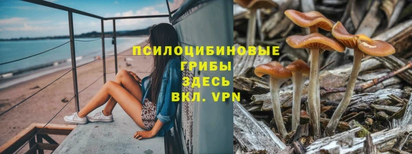 прущие грибы Аркадак